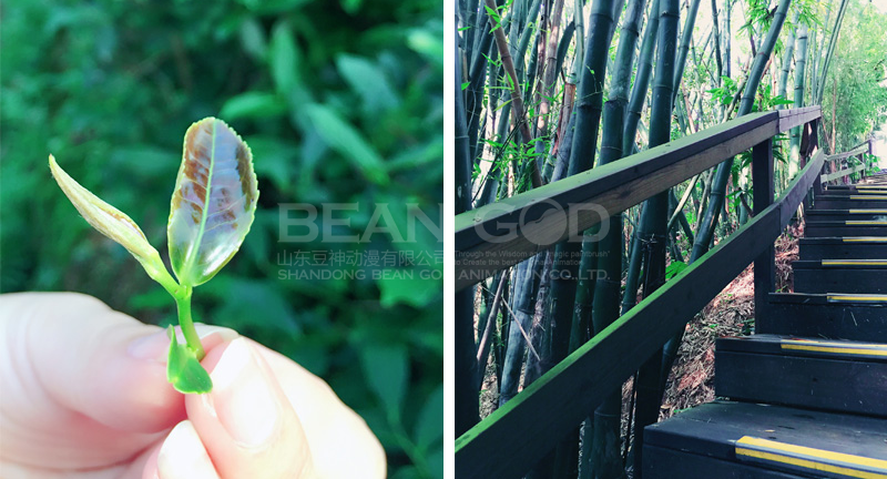 深圳——東部華僑城手機攝影欣賞